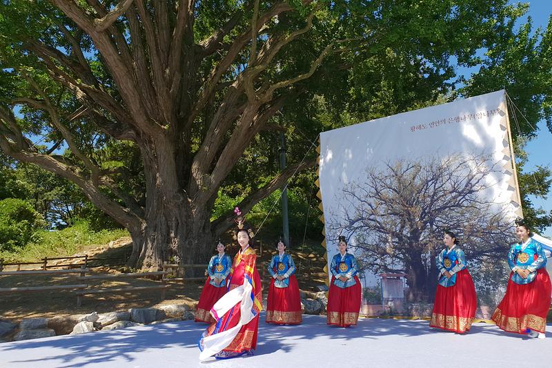 볼음도_은행나무1