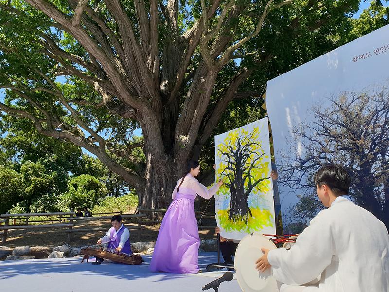 볼음도_은행나무2