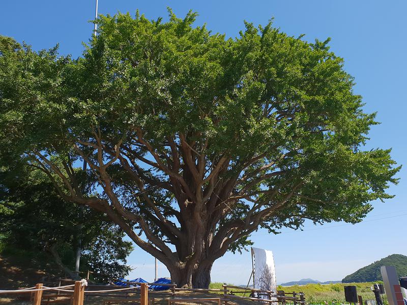 볼음도_은행나무3