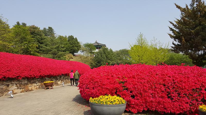 2018년도 올해의 관광도시 강화군 ‘봄맞이 한창!’ 사진