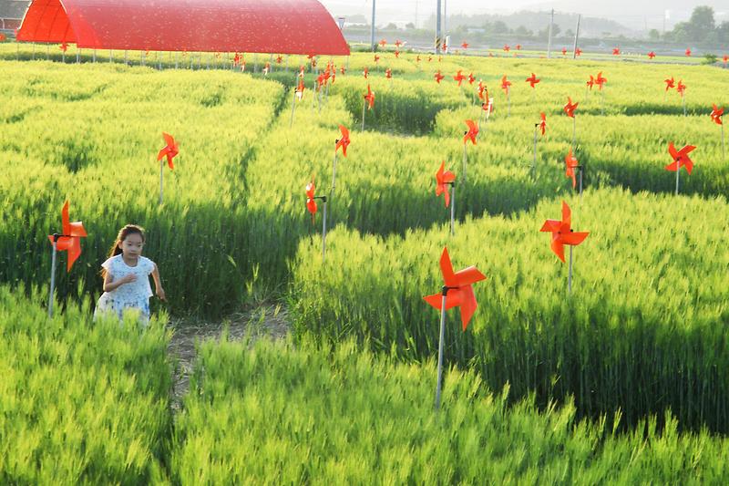 보리밭_바람개비_산책로(초지광장)1