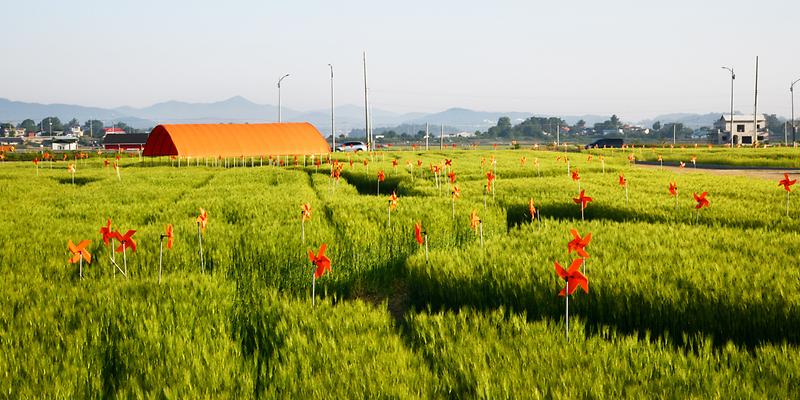 보리밭_바람개비_산책로(초지광장)2