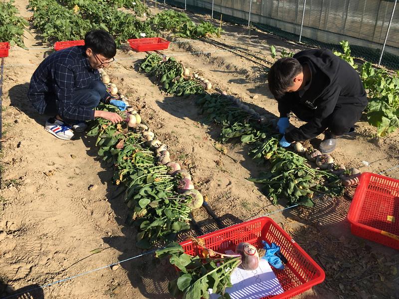 강화순무_특성조사_및_선발