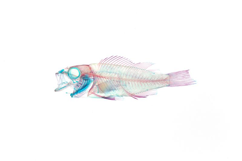 골격염색_사진전1(조피볼락)