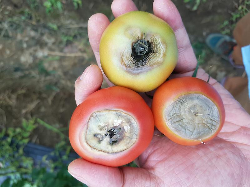 고온기_농작물_관리2(토마토_석회결핍과)