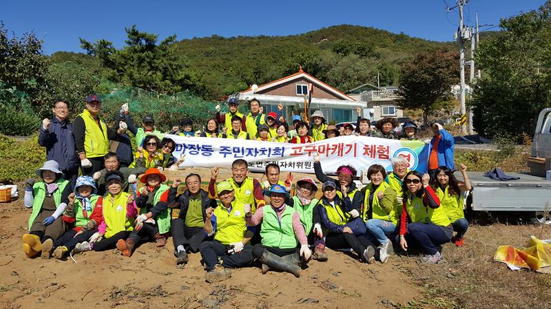 화도면_주민차치위원회_고구마캐기_행사1