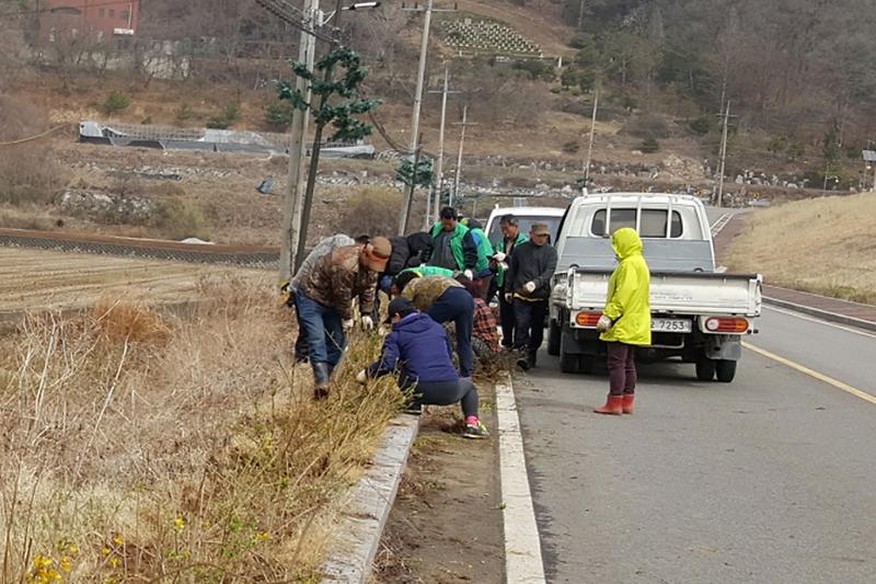 내가면_개나리꽃_식재
