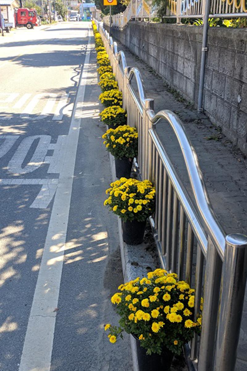 삼산면_국화꽃_거리