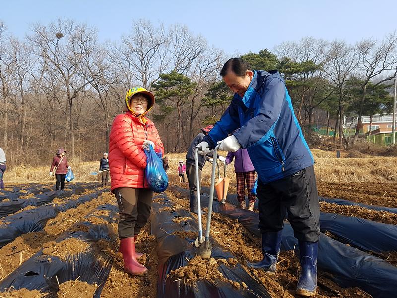 선원면_감자파종