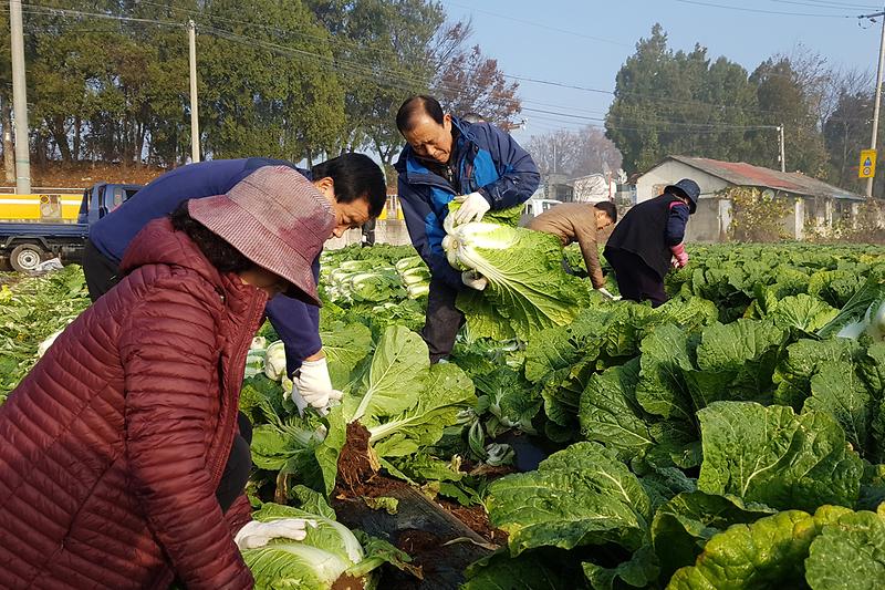 선원면_사랑의_배추_수확1
