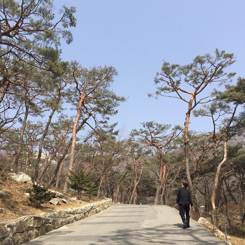 소나무_수형조절_사업2