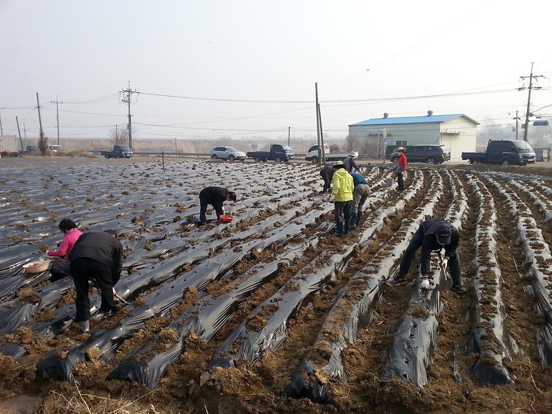 송해면_감자_심기