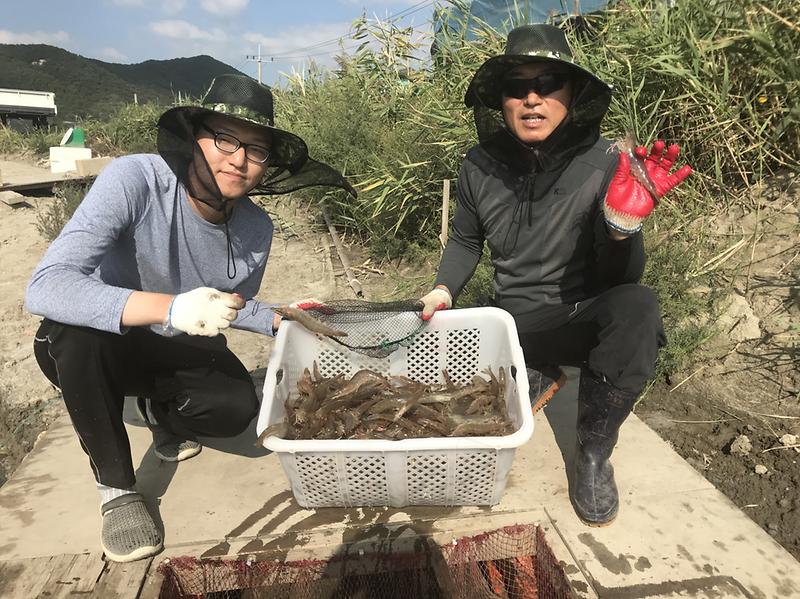 왕새우_출하