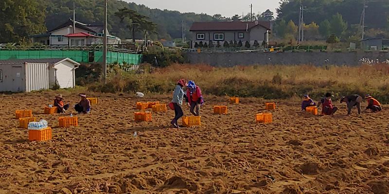 양도면_사랑의_고구마