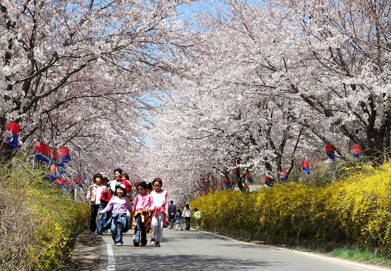 2019강화축제(북산벚꽃축제)