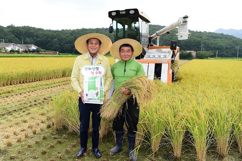 2019년_첫_벼베기_(4)