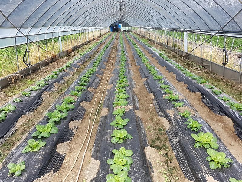 배추_순무_적기_파종(배추)