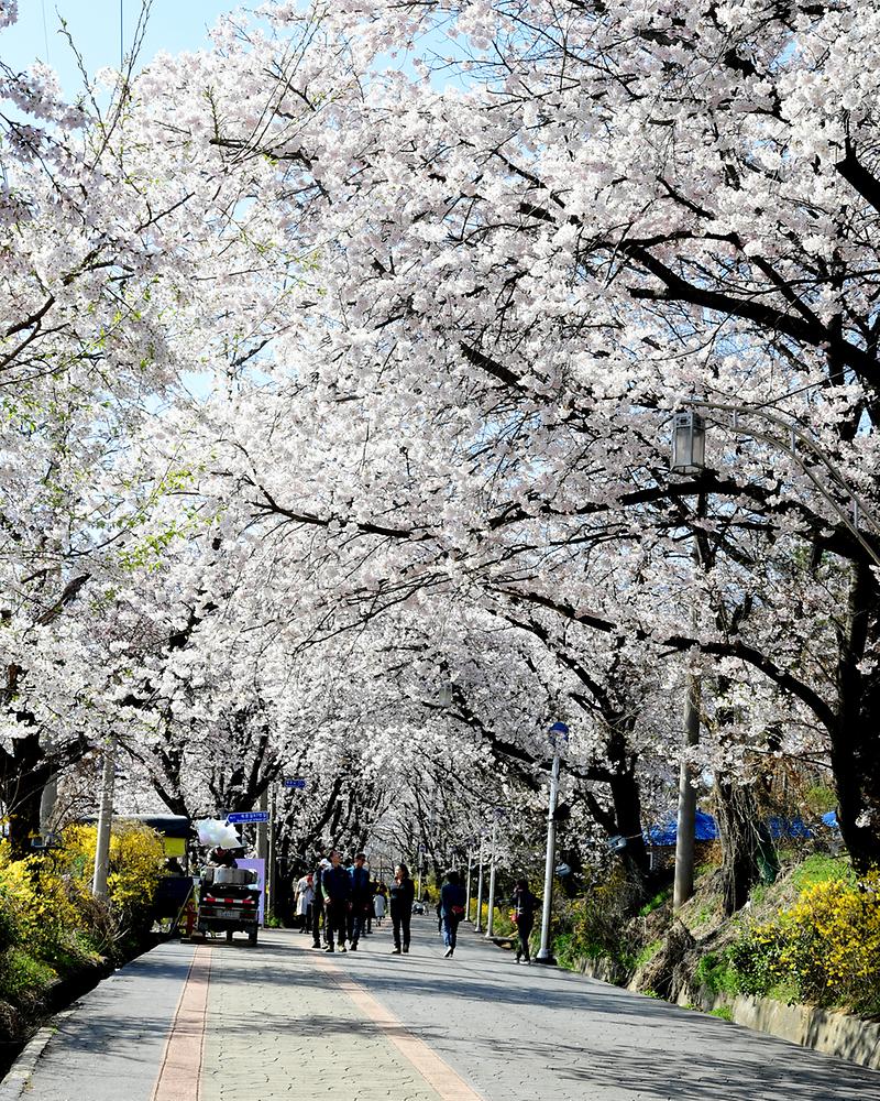 북문벚꽃길1