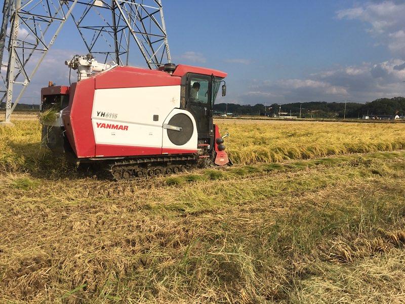 불은면_기금_마련_벼수확1