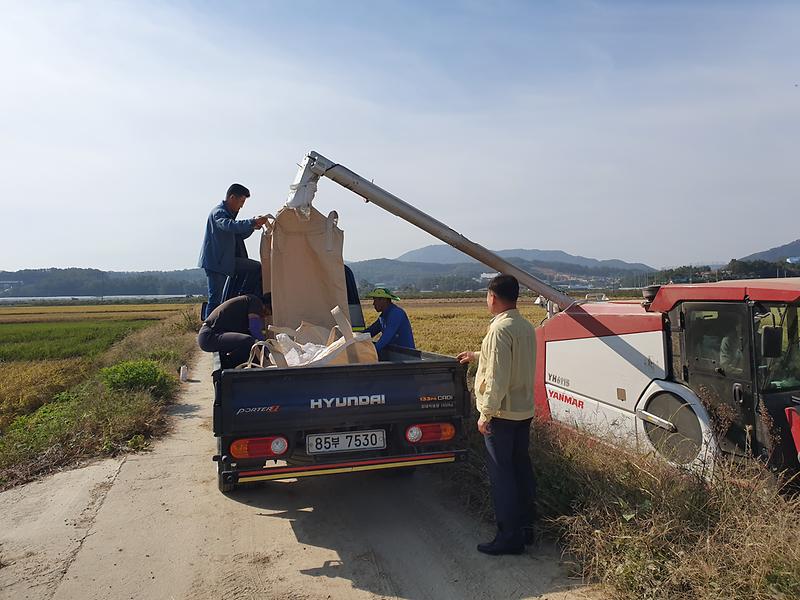 불은면_기금_마련_벼수확2