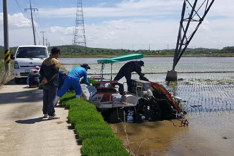 불은면_사랑의_모내기1