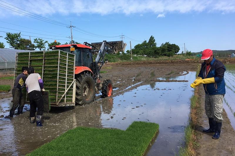 불은면_사랑의_모내기2