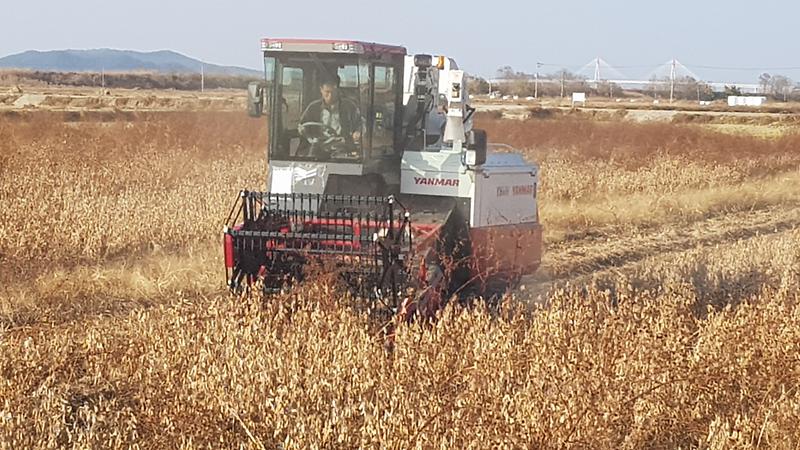 콩수확