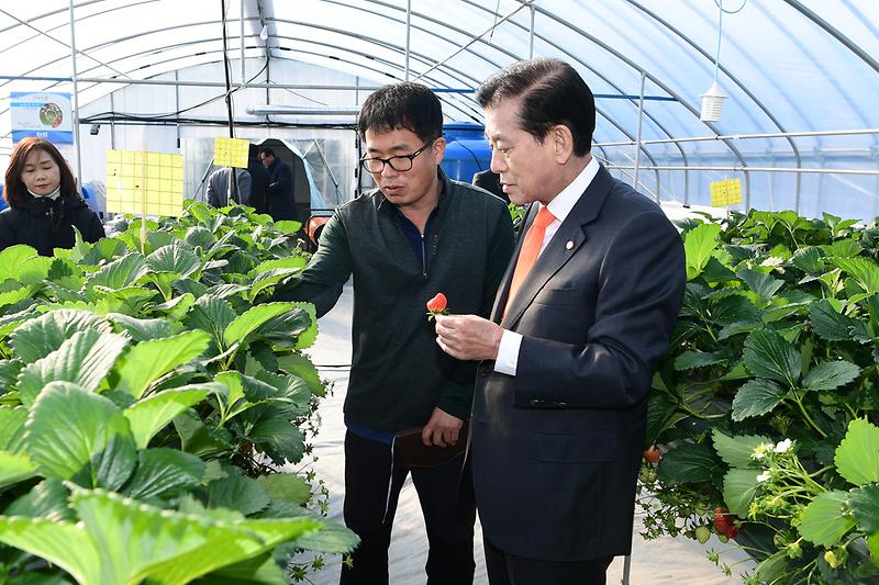 딸기농가현장확인_(1)