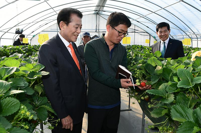 딸기농가현장확인_(7)