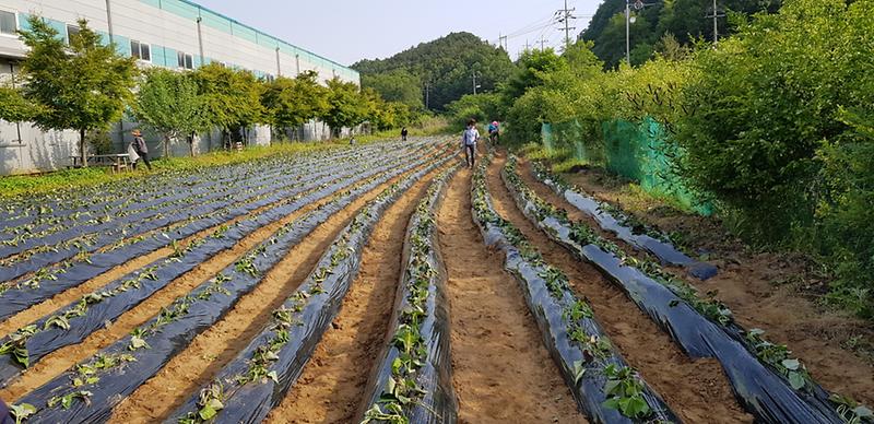 강화읍_고구마_식재사업