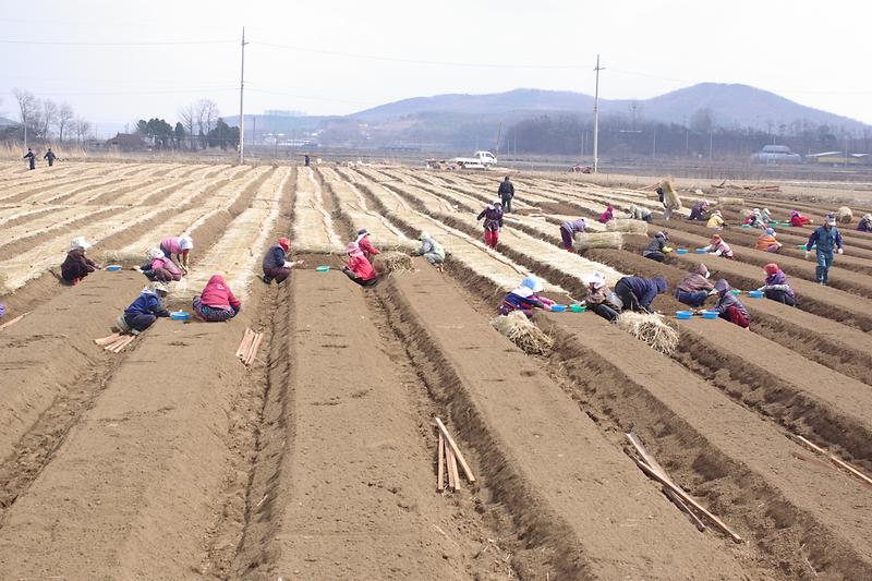 강화고려인삼2(정식)