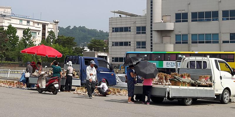 강화마늘시장2