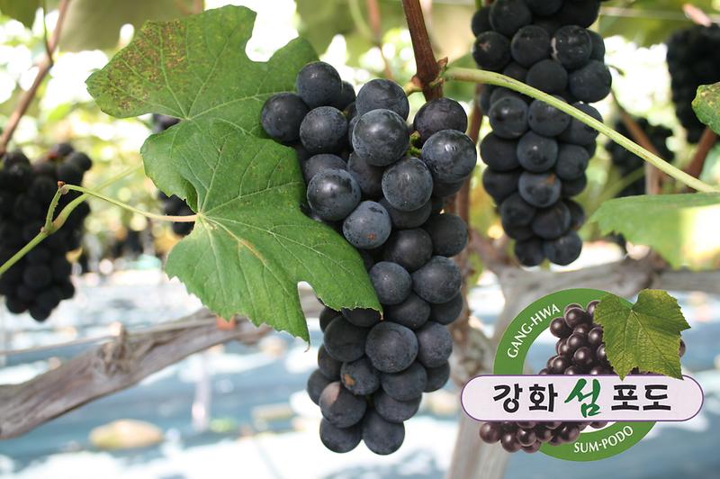 강화섬_포도축제3