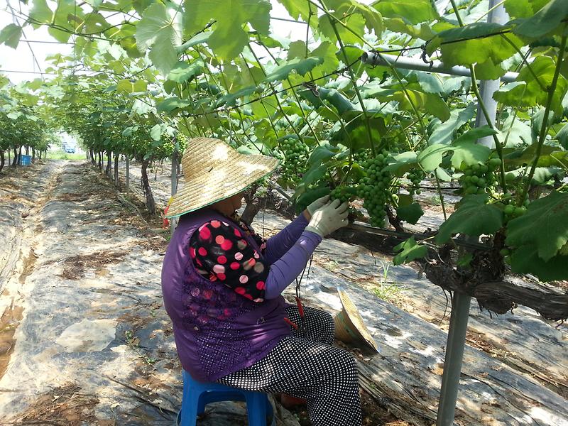 강화섬포도_봉지씌우기_1