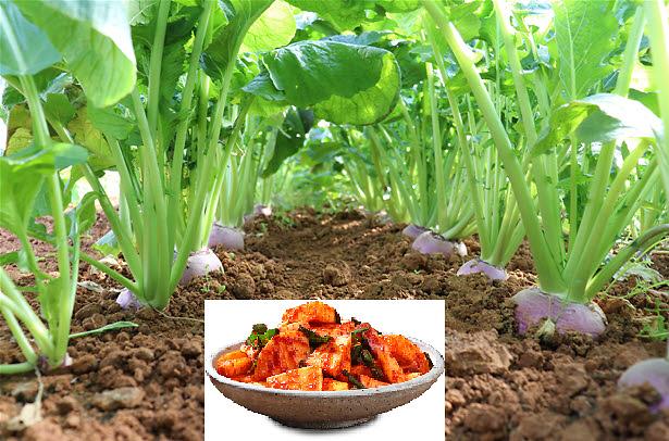 강화순무1