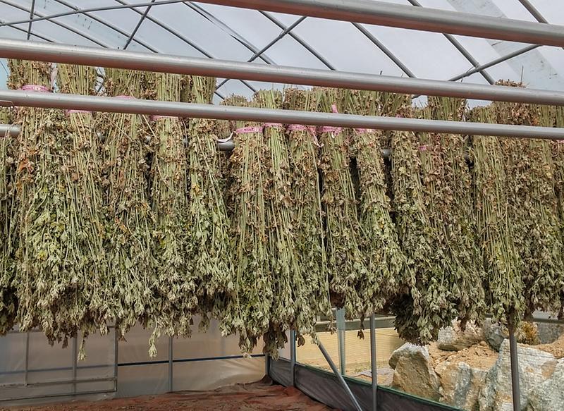 강화약쑥2(건조)