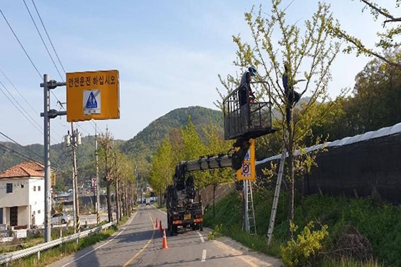 가로수_정비1