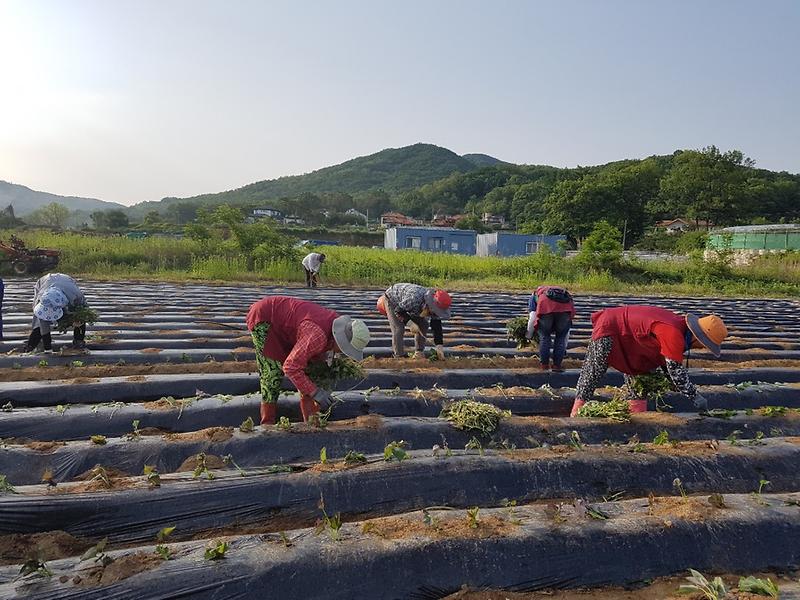 고구마_식재_행사1