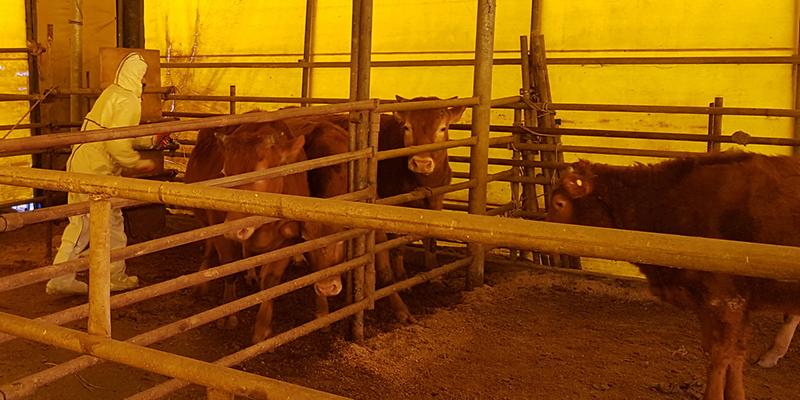 구제역_예방접종