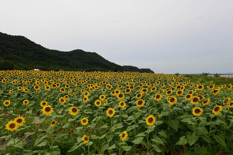 교동도_난정_해바라기_정원1