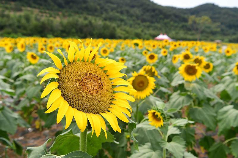 교동도_난정_해바라기_정원2