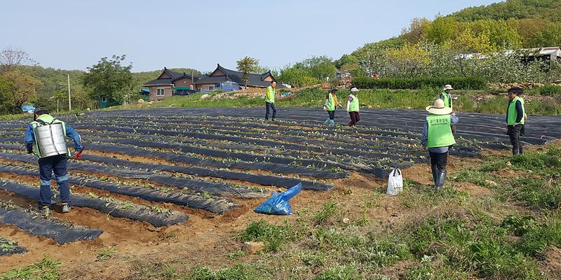 화도면_사랑의_고구마1