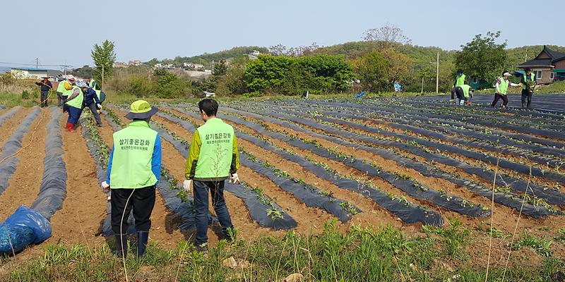 화도면_사랑의_고구마2