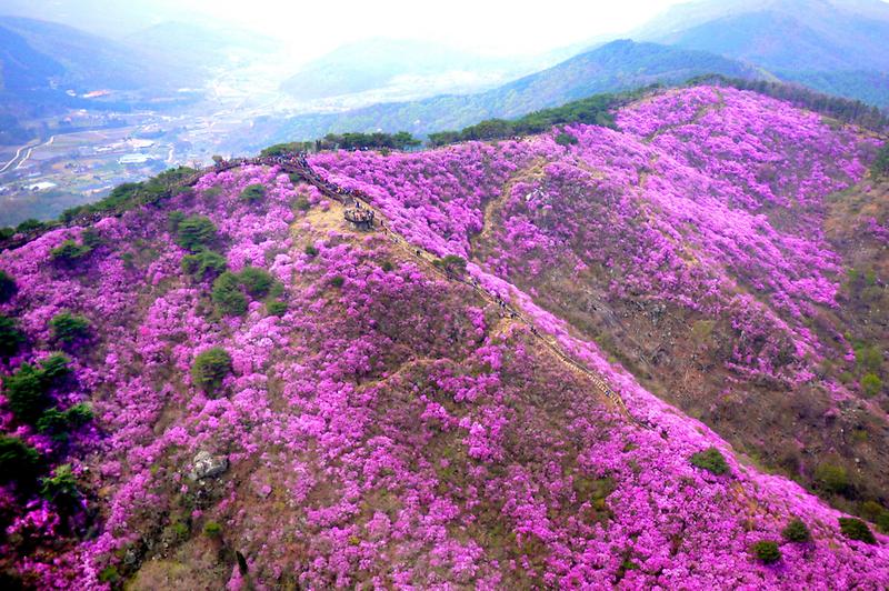 진달래축제1