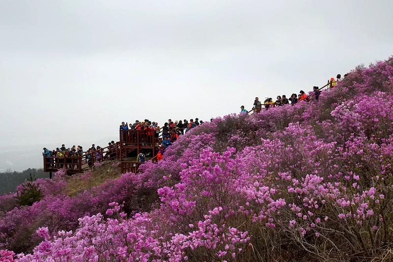 진달래축제2