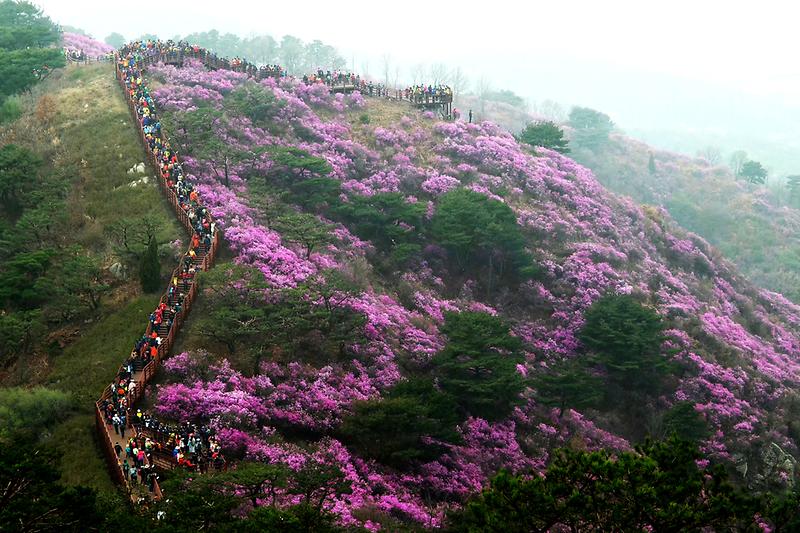 진달래축제4