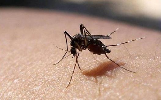 말라리아_매개_모기