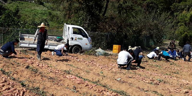 내가면_고천4리_도농교류2
