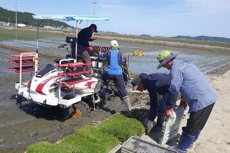 삼산면_이웃돕기_모내기1