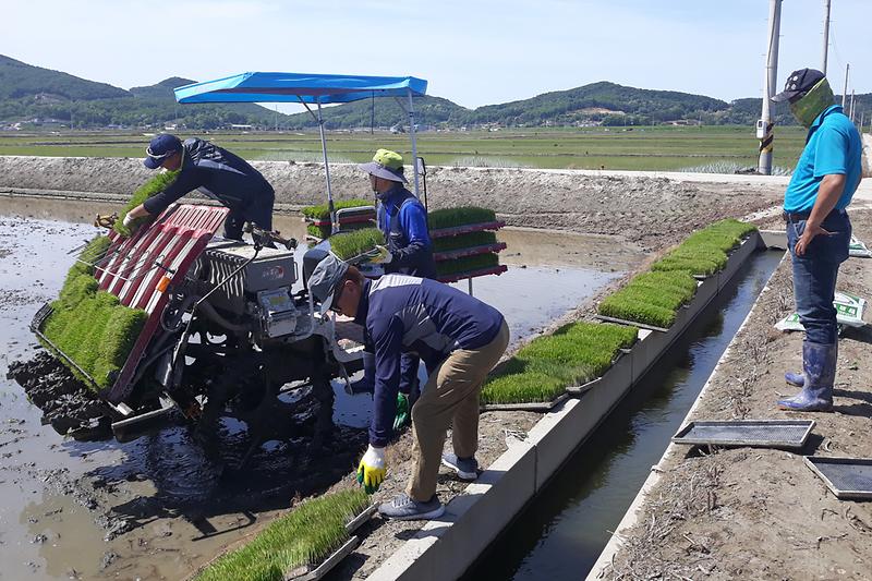 삼산면_이웃돕기_모내기2